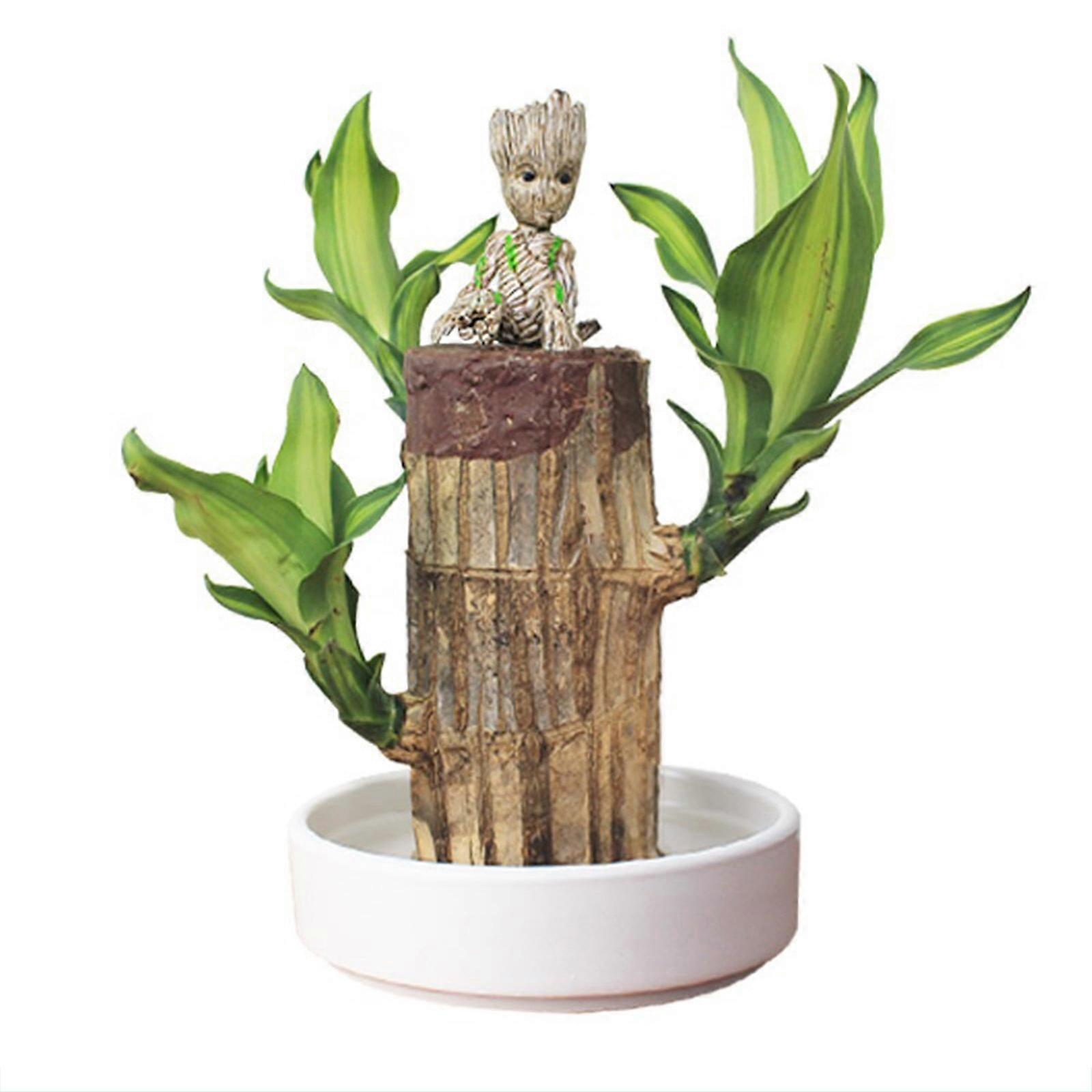 Groot Lucky Wood Hydroponic Green Modern Decorative Plant Pot for Office Home