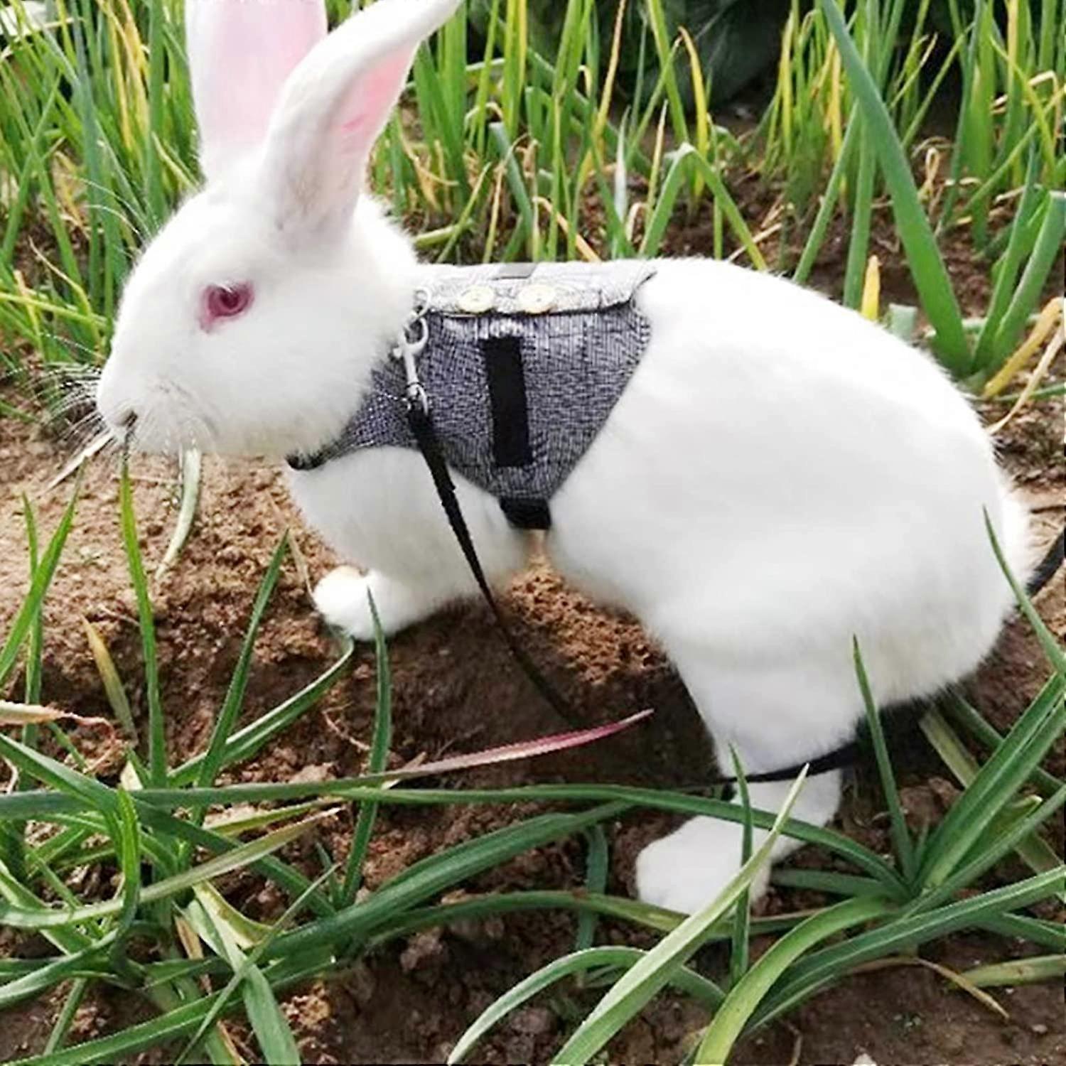 Rabbit Vest Suit- Fashionable Comfortable Rabbit Suit Harness and Leash ...