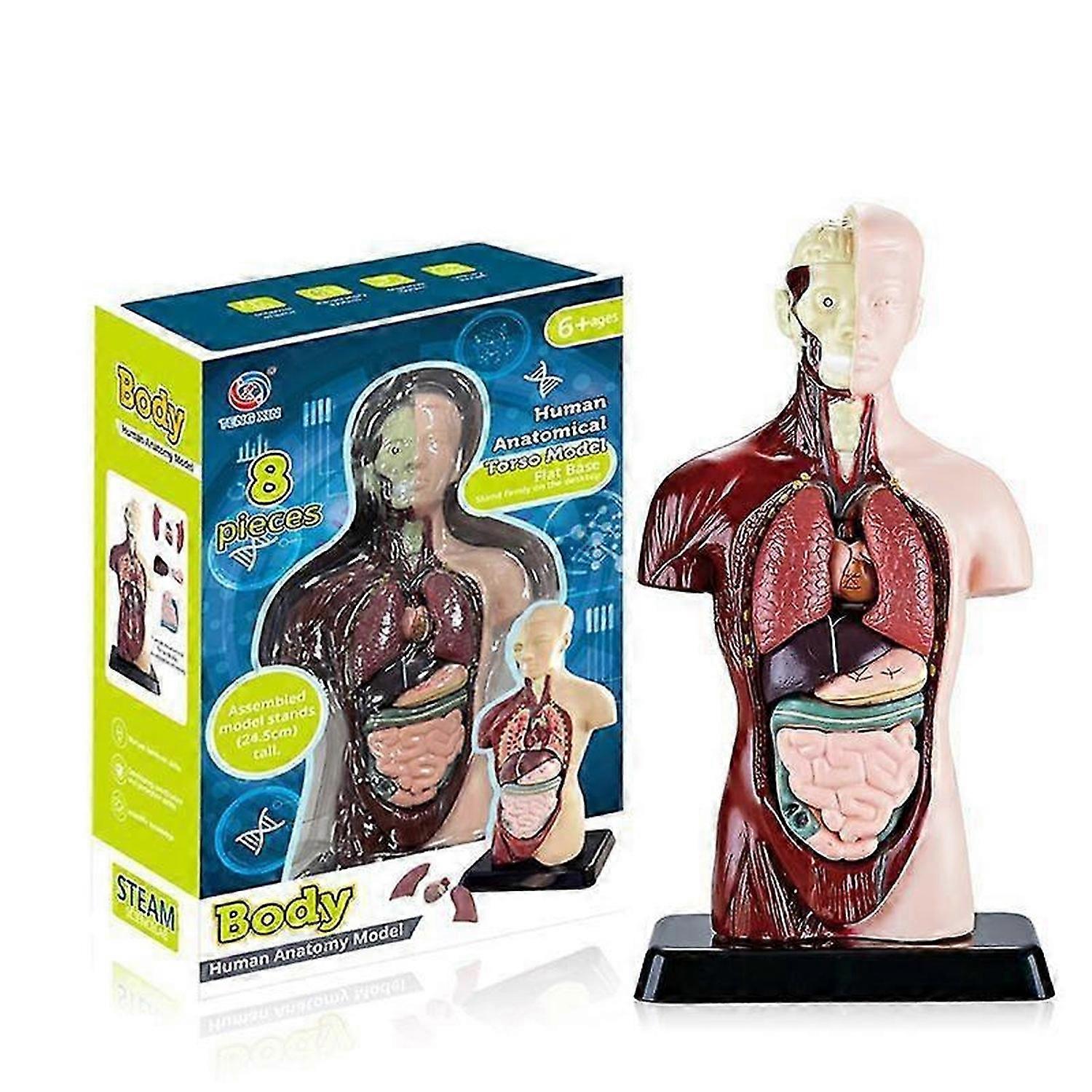11 polegadas modelo do corpo humano para crianças, brinquedos do modelo de anatomia do torso humano, 8 pcs boneca de anatomia removível com