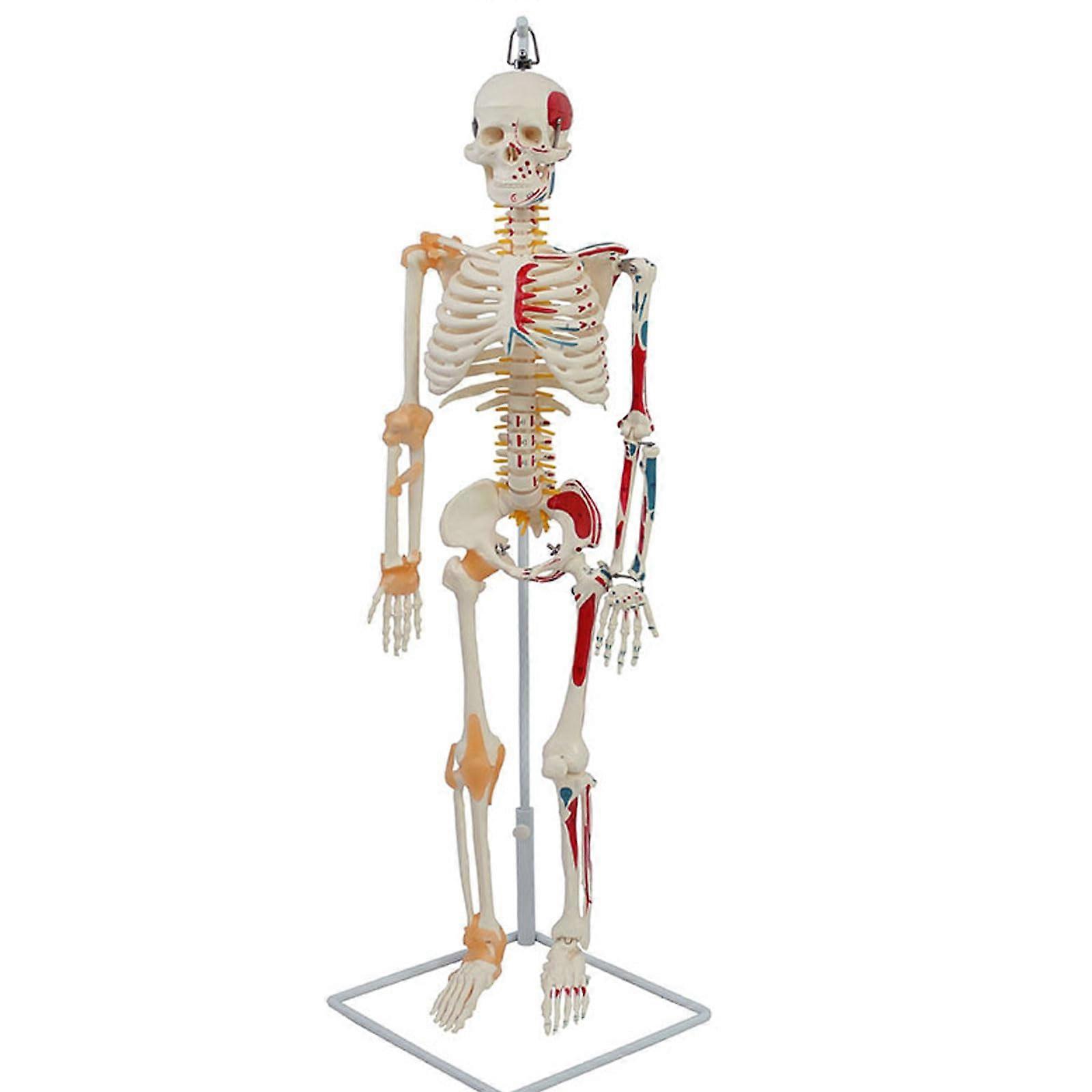 Anatomy Human Skeleton Model 85 cm Size with Painted Muscles and Ligaments Suitable for Classroom Display and Medical Study'