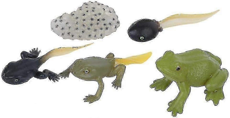 High Simulating Frog Growth Cycle Model, Vivid Early Education Statue Model Set Science Kit