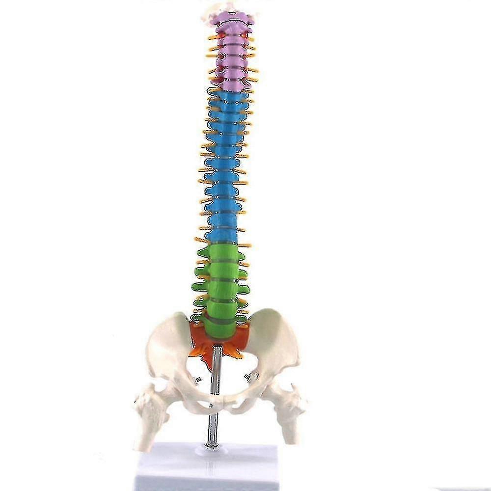 45CM color human spine model with pelvis, femur, coccyx, spine, lumbar spine and cervical spine bone