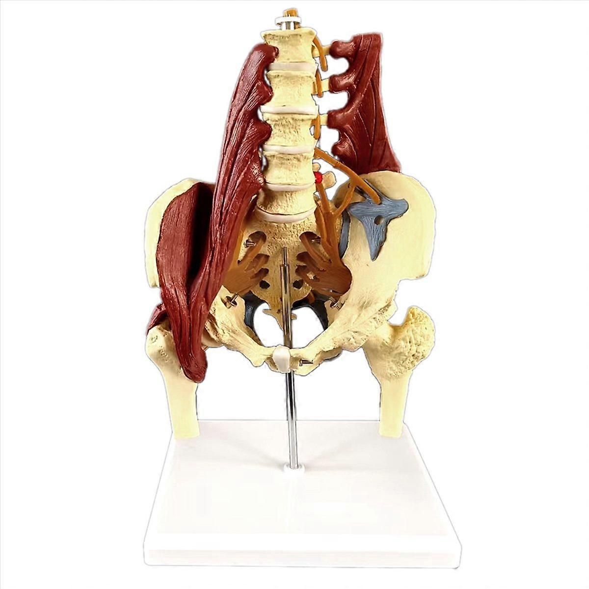 Model bederní páteře, anatomický model svalů pánevního dna