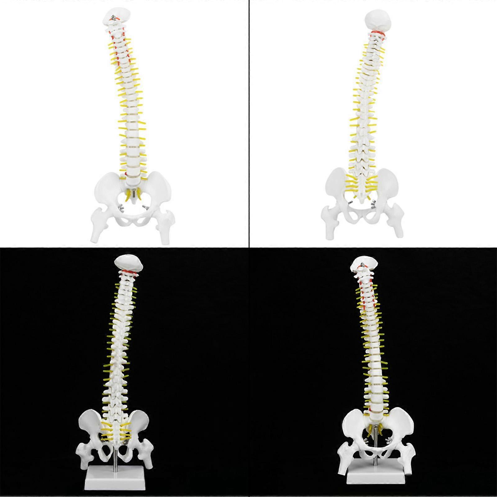 38cm Removable Flexible Human Spine Model for Skeleton Anatomy Study Teaching