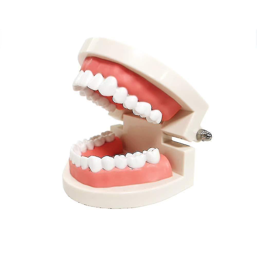 Standard Teeth Model Kids Dental Teaching Study Supplies Demonstration
