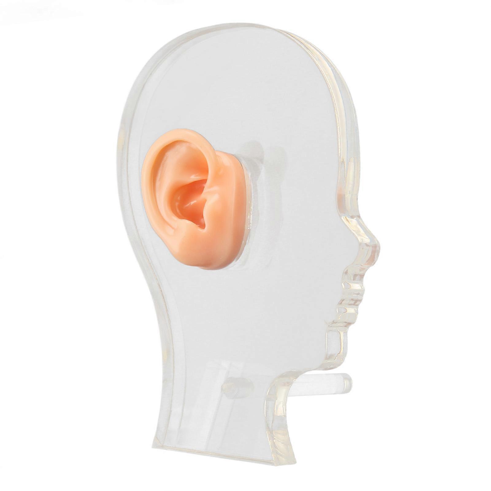 Silicone Right Ear Model with Acrylic Stand for Hearing Display
