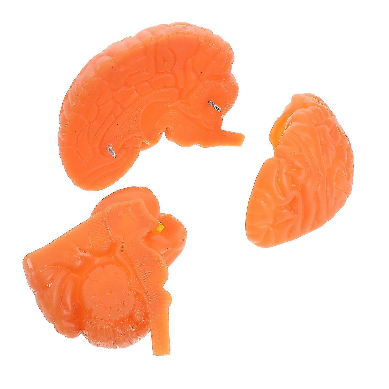 Human Brain Model, Detachable Anatomy Model for Education, Detailed Brain Structure Demonstration for Medical Learning and Research