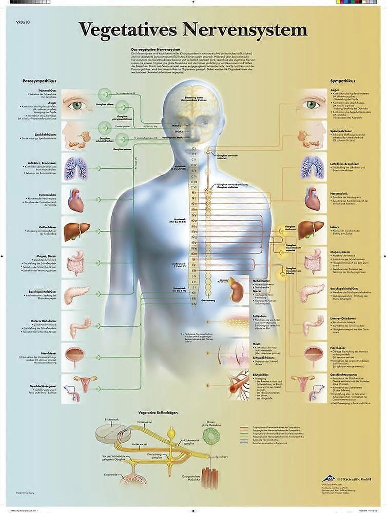 VR0610L Laminated Educational Board Vegetative Nervous System Laminated Single