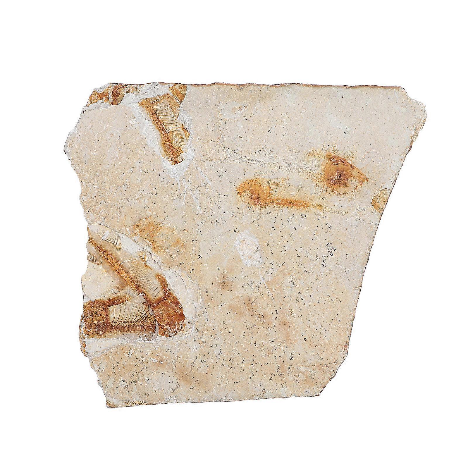 Paleontology Fish Specimen for Classroom Decoration 2Pcs Resin Samples