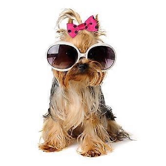 Dog Bowknot Pet Hair Tie for Decor 40Pcs Assorted Color Fashion Hair Bands