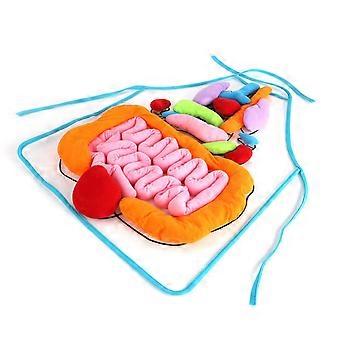Ihmisen anatomian esiliina läpinäkyvällä 3D-elinkuviolla, puettava Montessori-oppimislelu lapsille