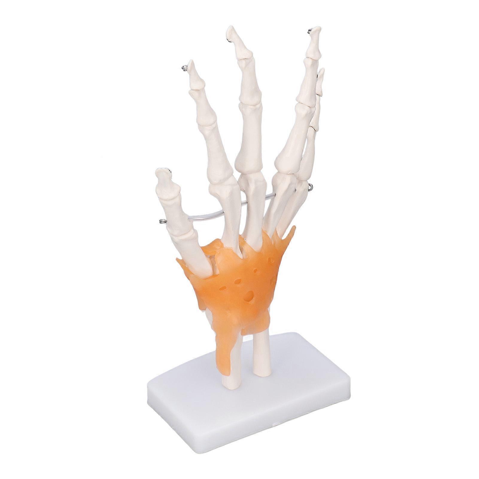 Hand Skeleton Model Life Size PVC On Base with Joints Tool compatible Learning Teaching_