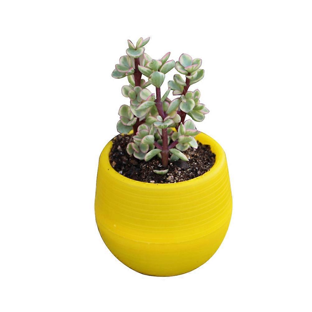 Compact Planters, Versatile for , Robust Design for Everyday Use