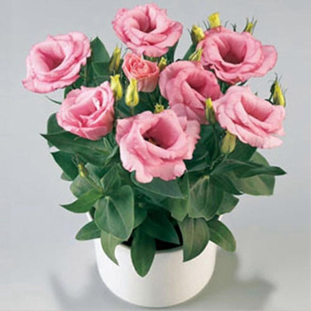 50pcs 정원 발코니 식물 Eustoma 꽃 Lisianthus 씨앗 홈 식물 장식