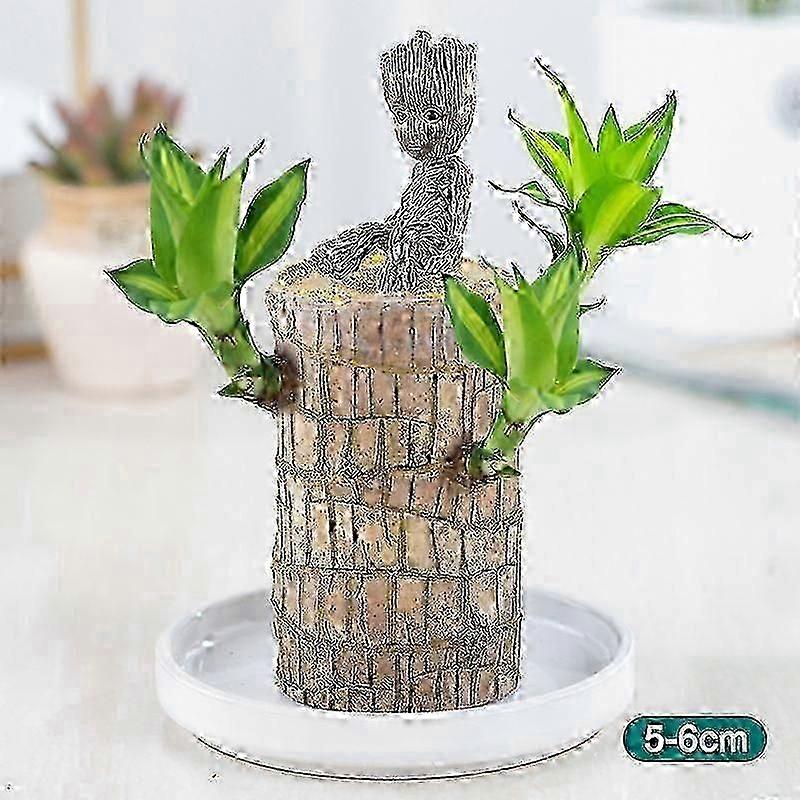 Βραζιλιάνικο ξύλο γλάστρες φυτών υδροπονικό εσωτερικό αέρα που καθαρίζει το τυχερό δέντρο μπονσάι