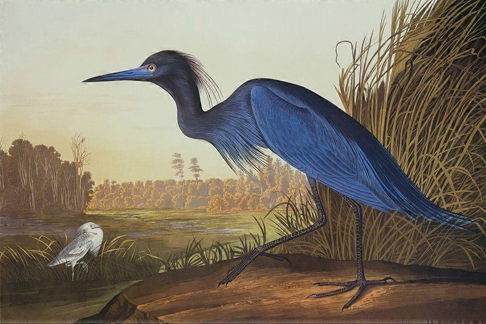 Blue Crane Or Heron Poster