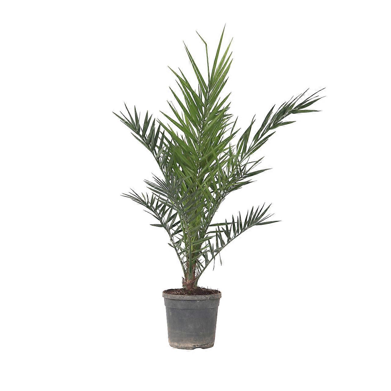 Canary date palm - Phoenix canariensis - Height 80-100cm - ⌀19cm