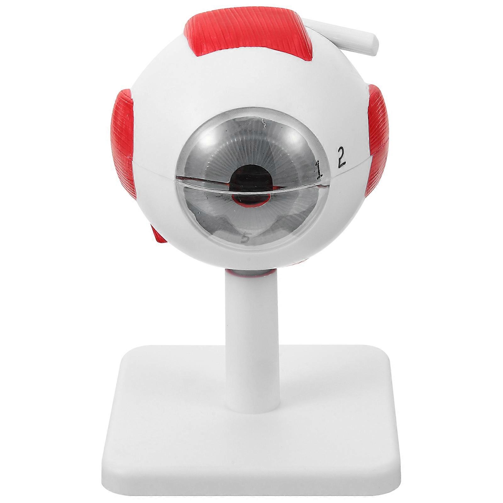 Eye Anatomy Model 3x Enlarged Eyeball Model Science Education Eye Model for Teaching Research