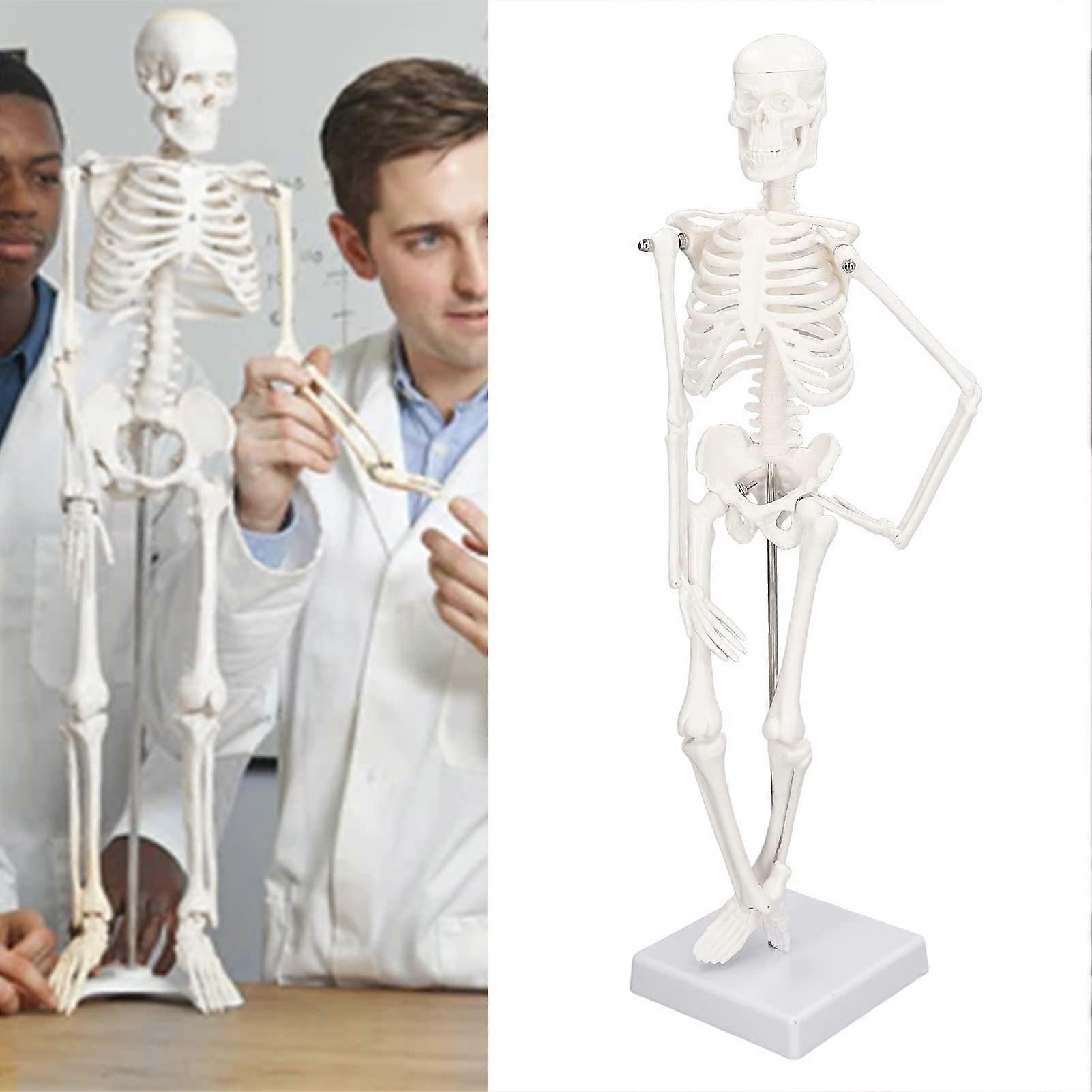 45cm Small Skeleton Anatomy Model, Mini Human Skeleton PVC Bone Structure with Movable Arms, Legs, and Stand for Study and Display.