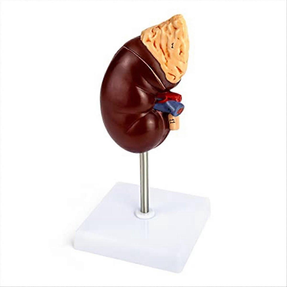 Life-Size Kidney Model, for Doctors Educational Tool