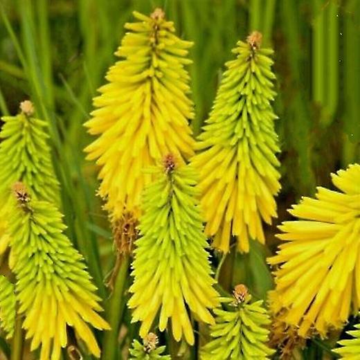 Kniphofia Citrina. Red Hot Poker.