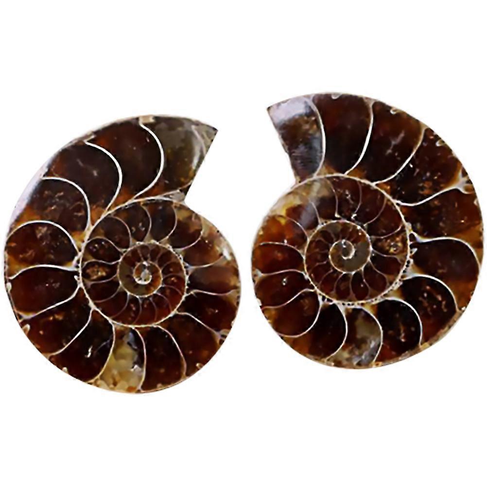 2ks Paleontologie Ammonite Fossil Specimen Science Ornaments Laboratory Supply