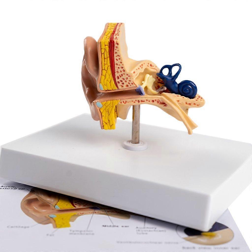 Life Size Ear Anatomy Model Shows Cochlea, Middle Ear Ossicles