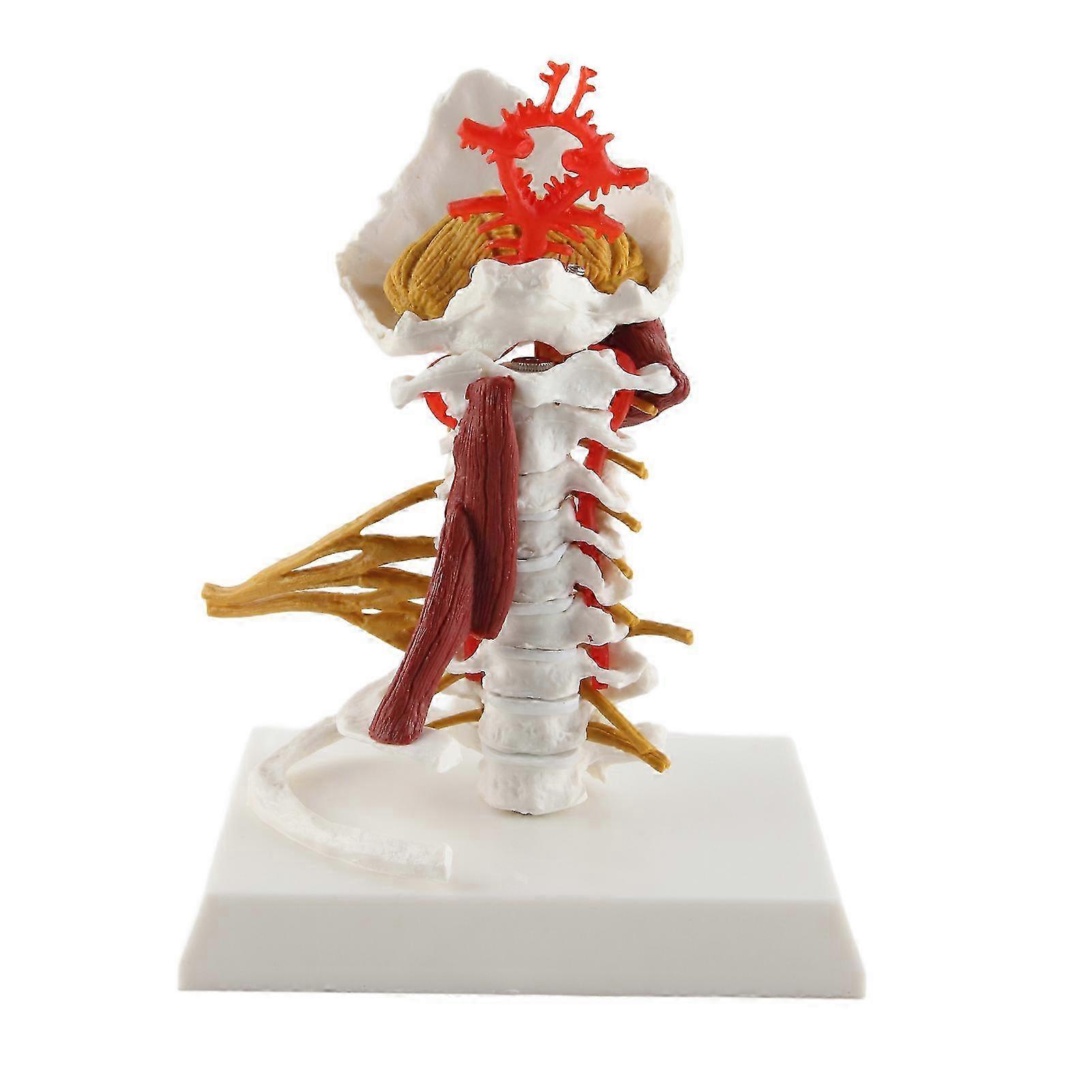 Removable Cervical Spine Model for Teaching Communication and Presentation Related to Human Spinal Nerves