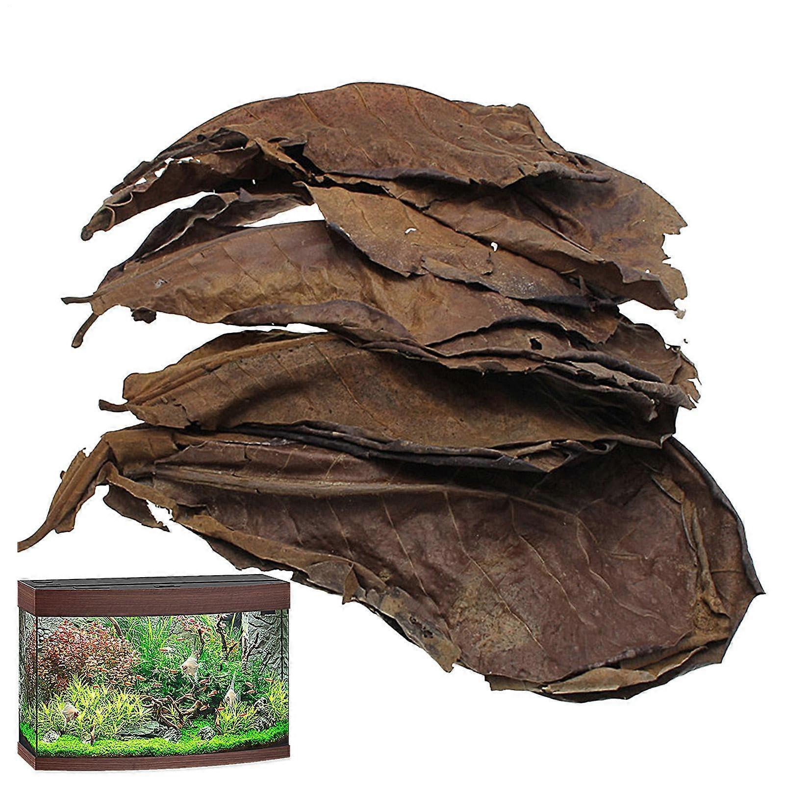 Catappa Leaves Indian Aquarium Betta Fish 10 Pieces Lower pH Natural Leaves for Betta Tanks