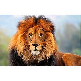 African Lion WildlifeStress Reliever Jigsaw Puzzle P0423