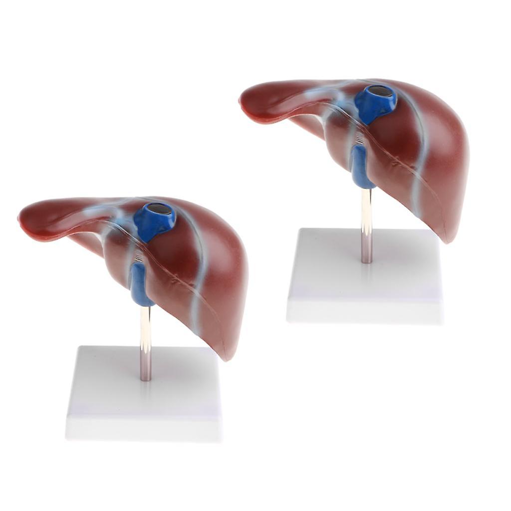 1:1 Anatomical Human Liver Lobule Gallbladder Model  Teaching Tools