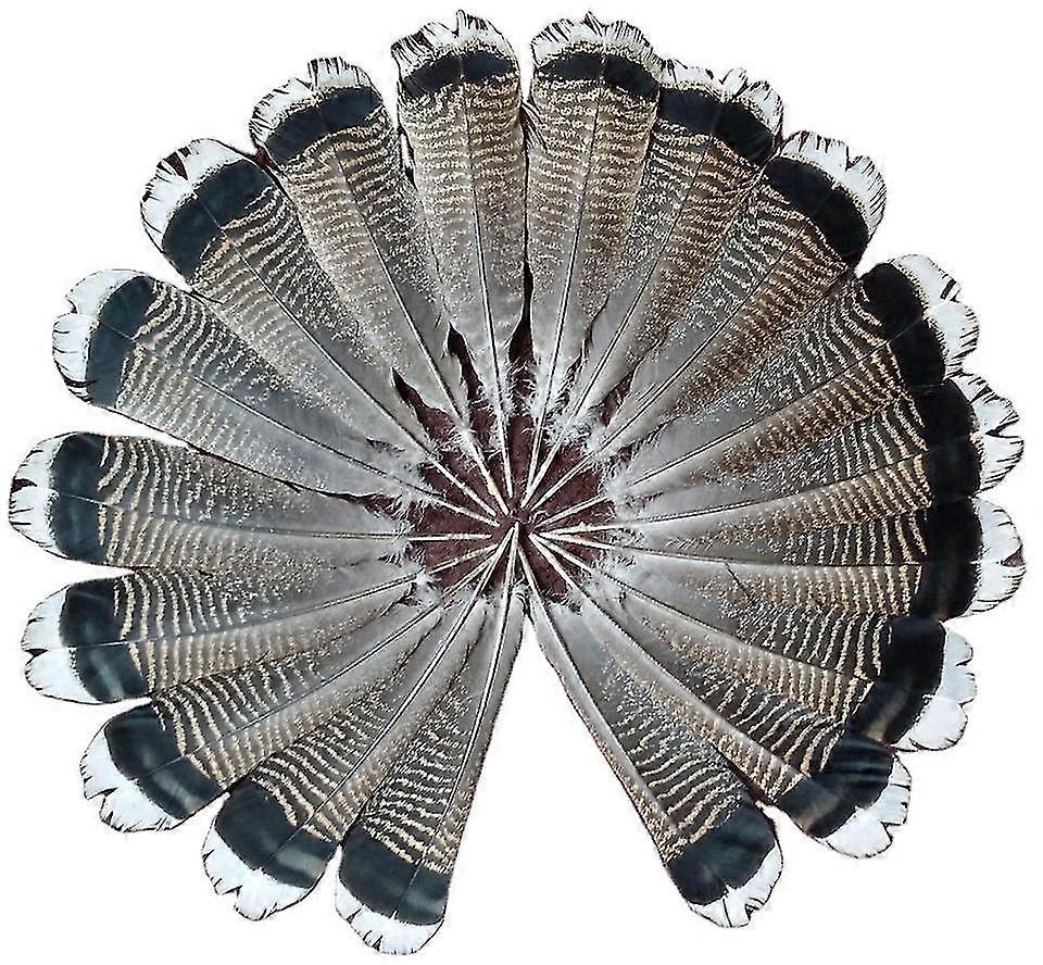 Χονδρικό 50 τεμ 10-12inch 25-30cm Φυσική Τουρκία Feather Tail Feather Diy Ένδυση Διακόσμηση Χειροτεχνία Καπέλα