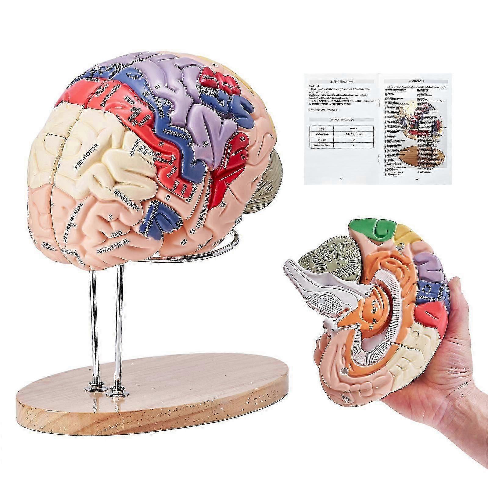 2X Life-Size 4-Part Human Brain Model Anatomy, Color-Coded Detachable Anatomy with Display Base Medical Teaching Too LDX-V4 Model