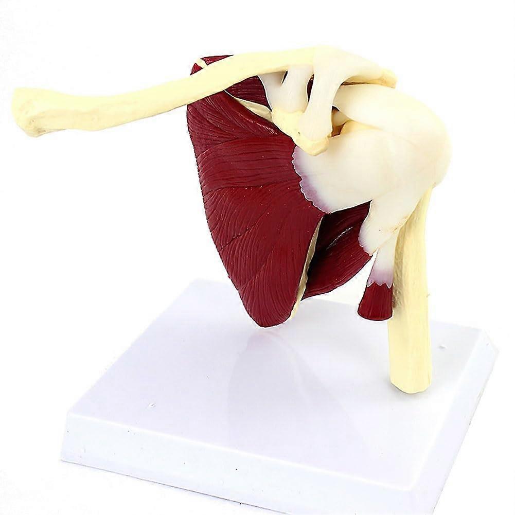 Shoulder joint model with muscles, anatomy model for doctor's offices