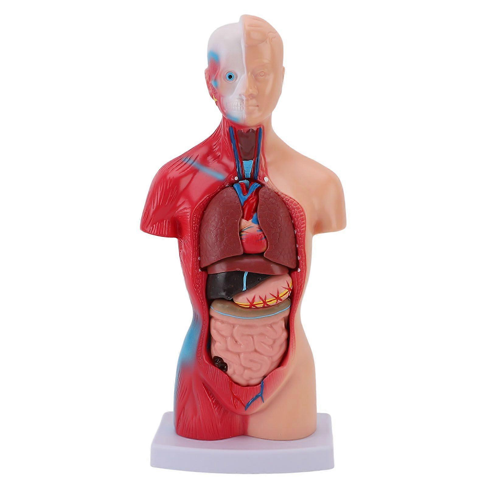 Human Body Model 15 Piece Parts Medical Student Interactive Anatomy Physiology Study Tools with Organs