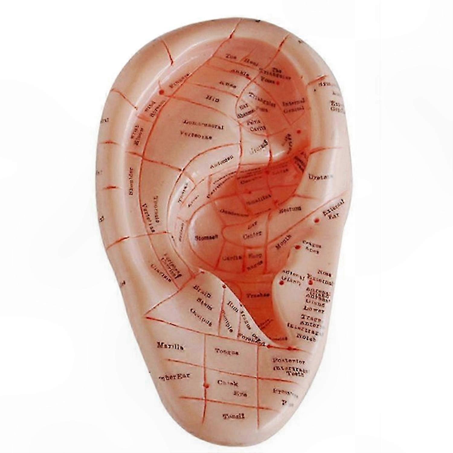 Auricular Acupuncture Model for Ear Points Application