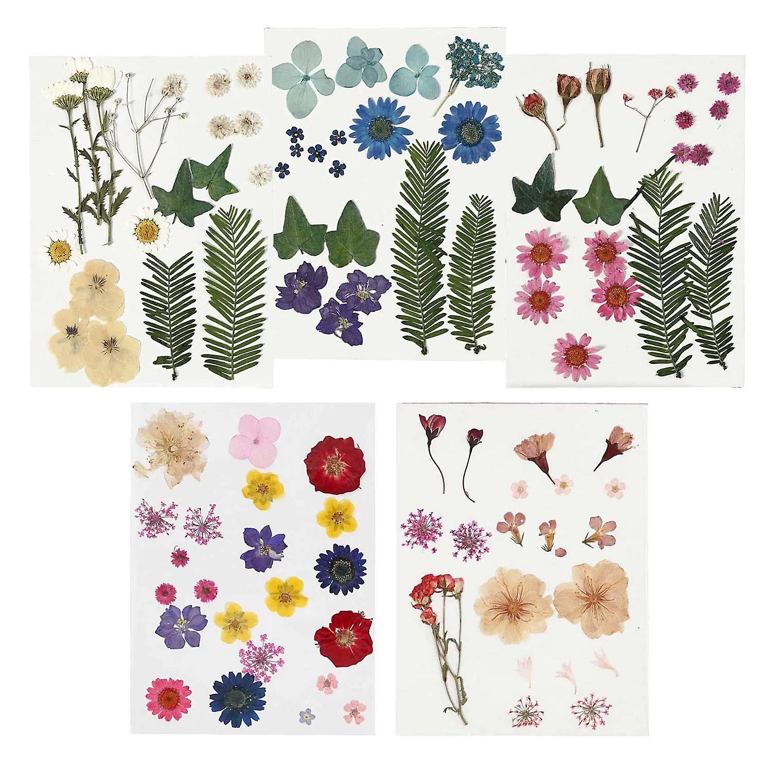 100 multicolored dried and pressed flowers