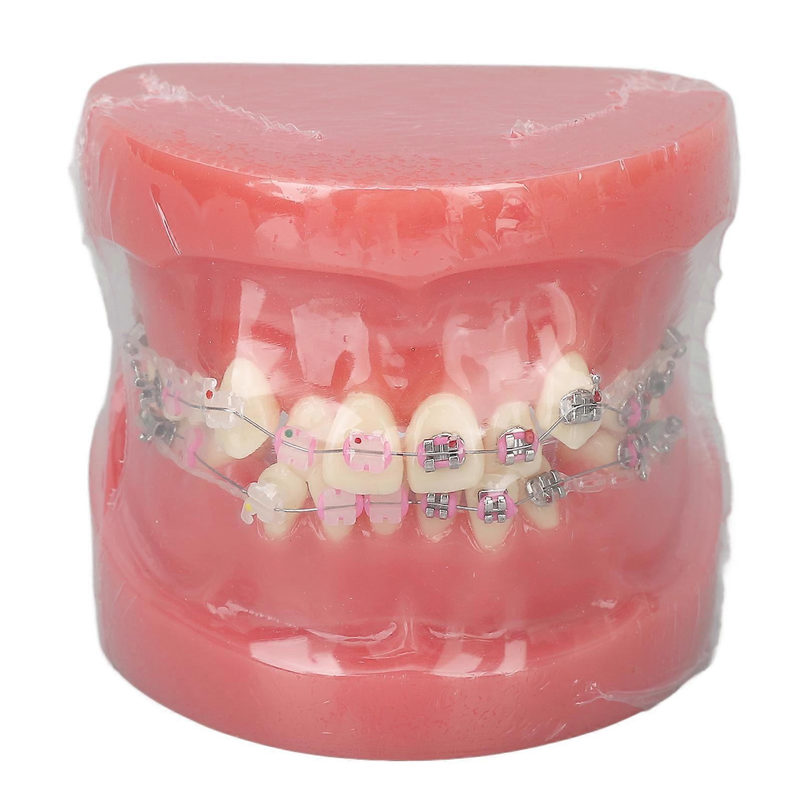 Demonstration Orthodontics Dental Model Disassembled Resin Teeth Model for Teaching Research