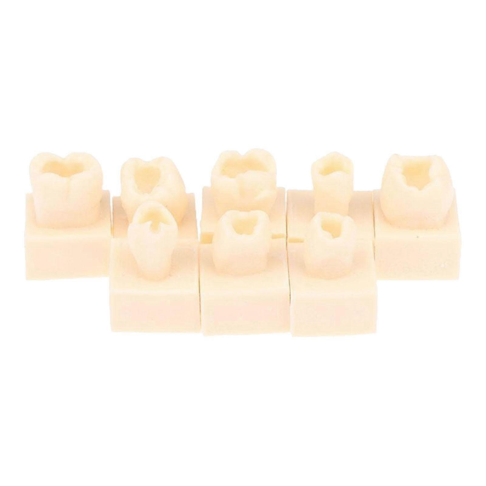 Dental Training Teeth Models Set of 8, Realistic Size, Composite Resin Compatible, Reusable for Practice