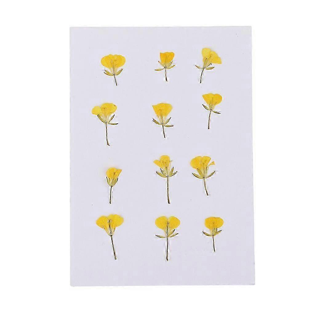12 Pcs Dried Rape Flowers Pressed Real for DIY Scrapbooking Craft Projects