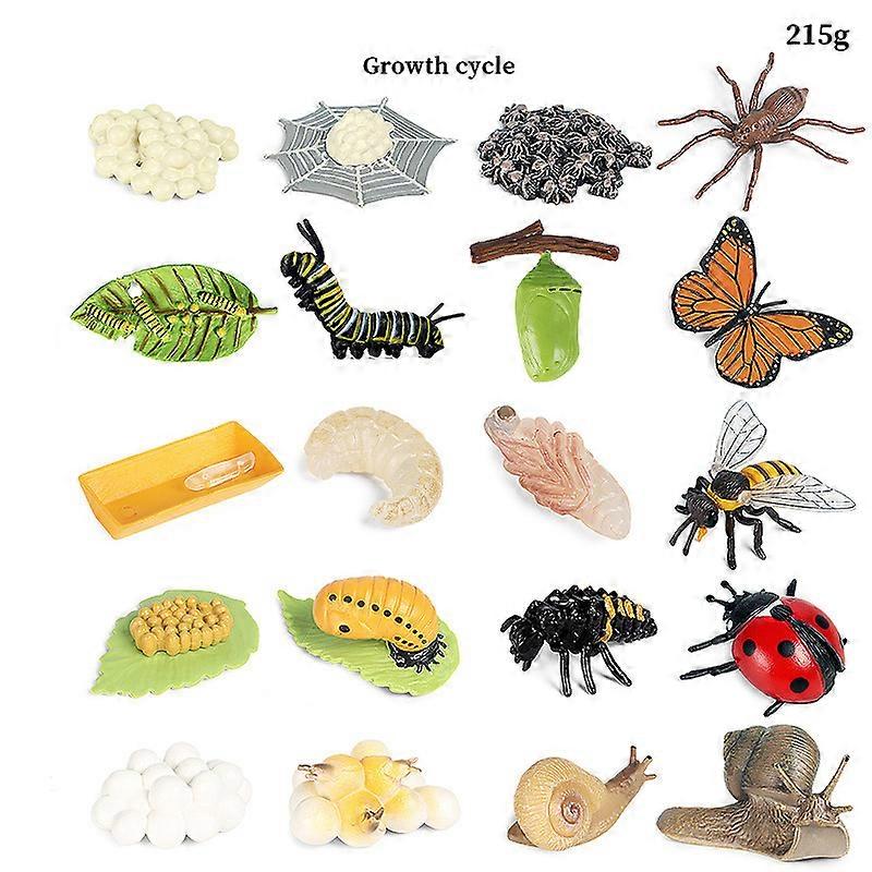 5 Types Insect Growth Cycle Simulation Toy Ornament Kids Toy