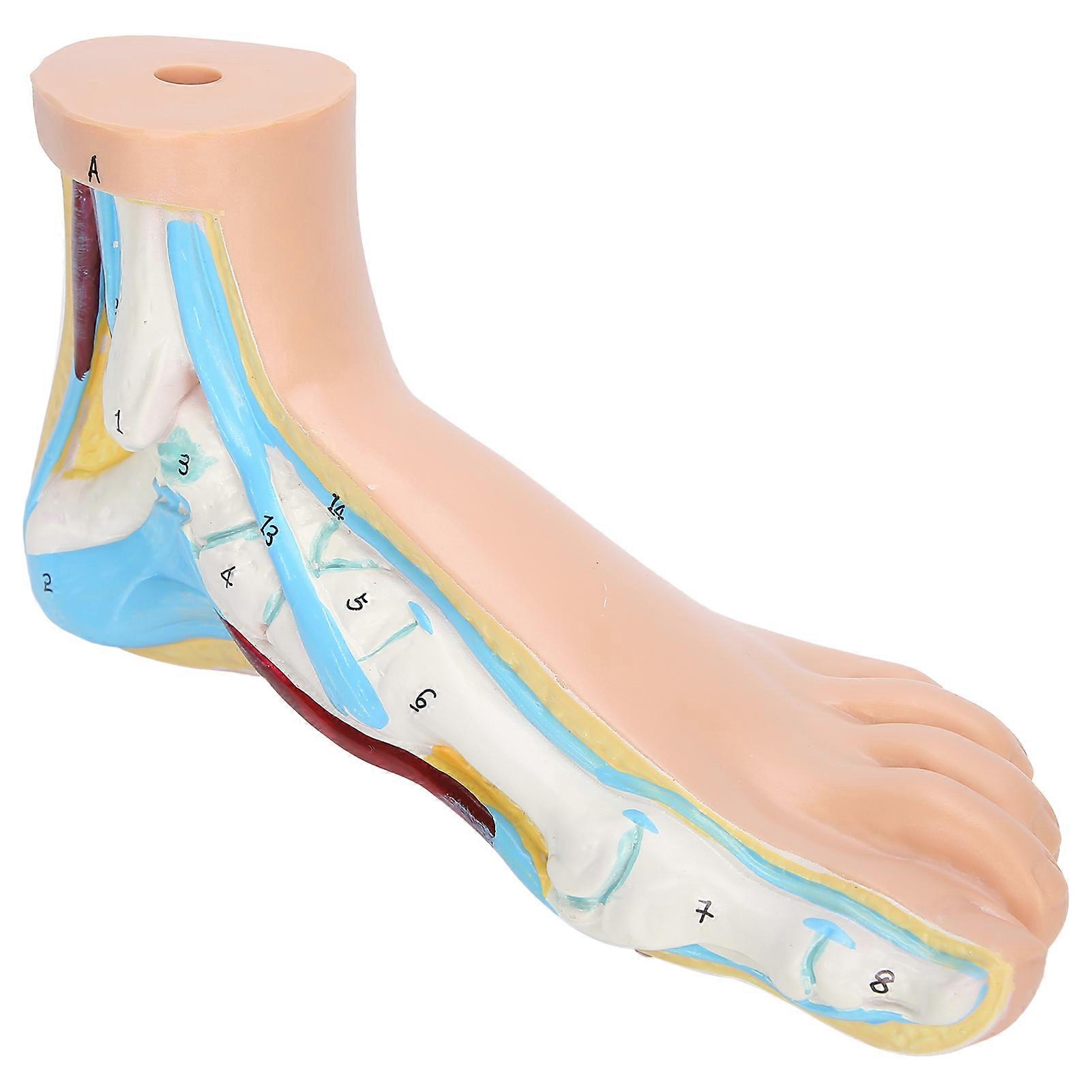 Human Foot Model Adults Lifesize Teaching Research Muscle Display Explain AccessoriesNormal Foot