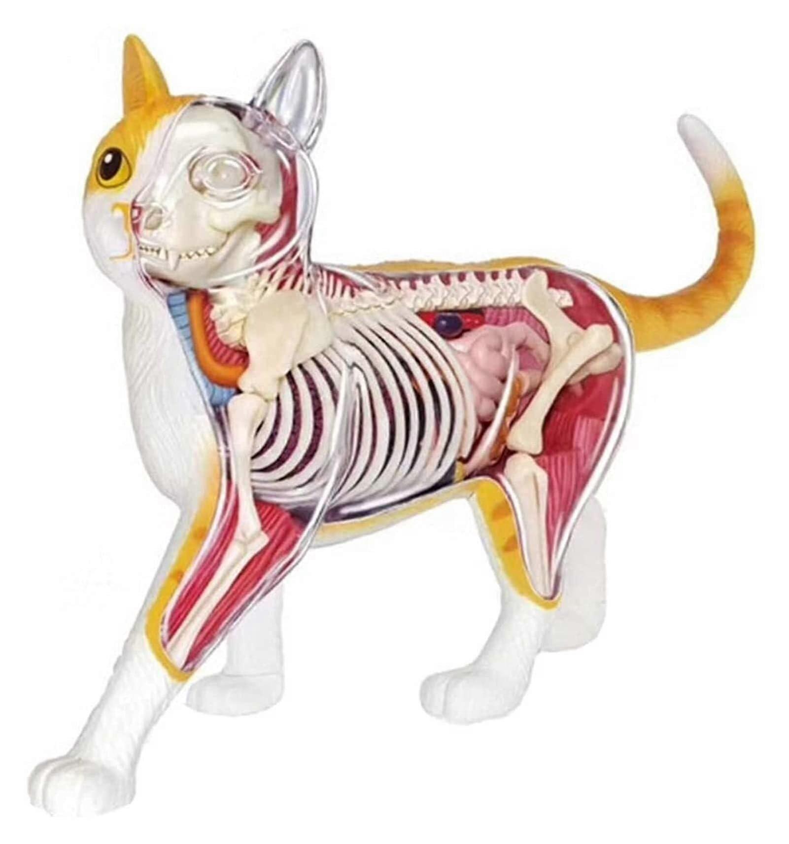 Cat Anatomy Model with Detachable Organs, Clear Internal View and Educational Skeleton Display