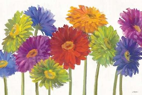 Colorful Gerbera Daisies Poster