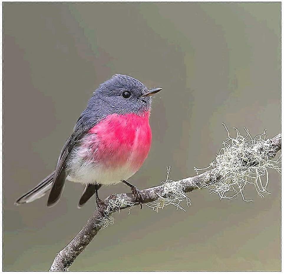 Paint With Diamond Kits For Adult Birds 5d Diy Diamond Art Diy Painting Kits Round Full Drill Embroidery Paintings Diamond Pictures Arts Craft Canvas
