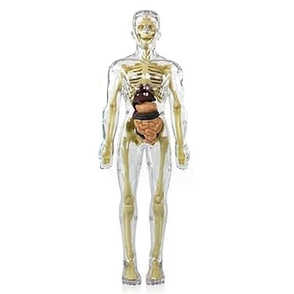 3D Human Body Torso Model Anatomy Skeleton DIY With Removable Parts For Education