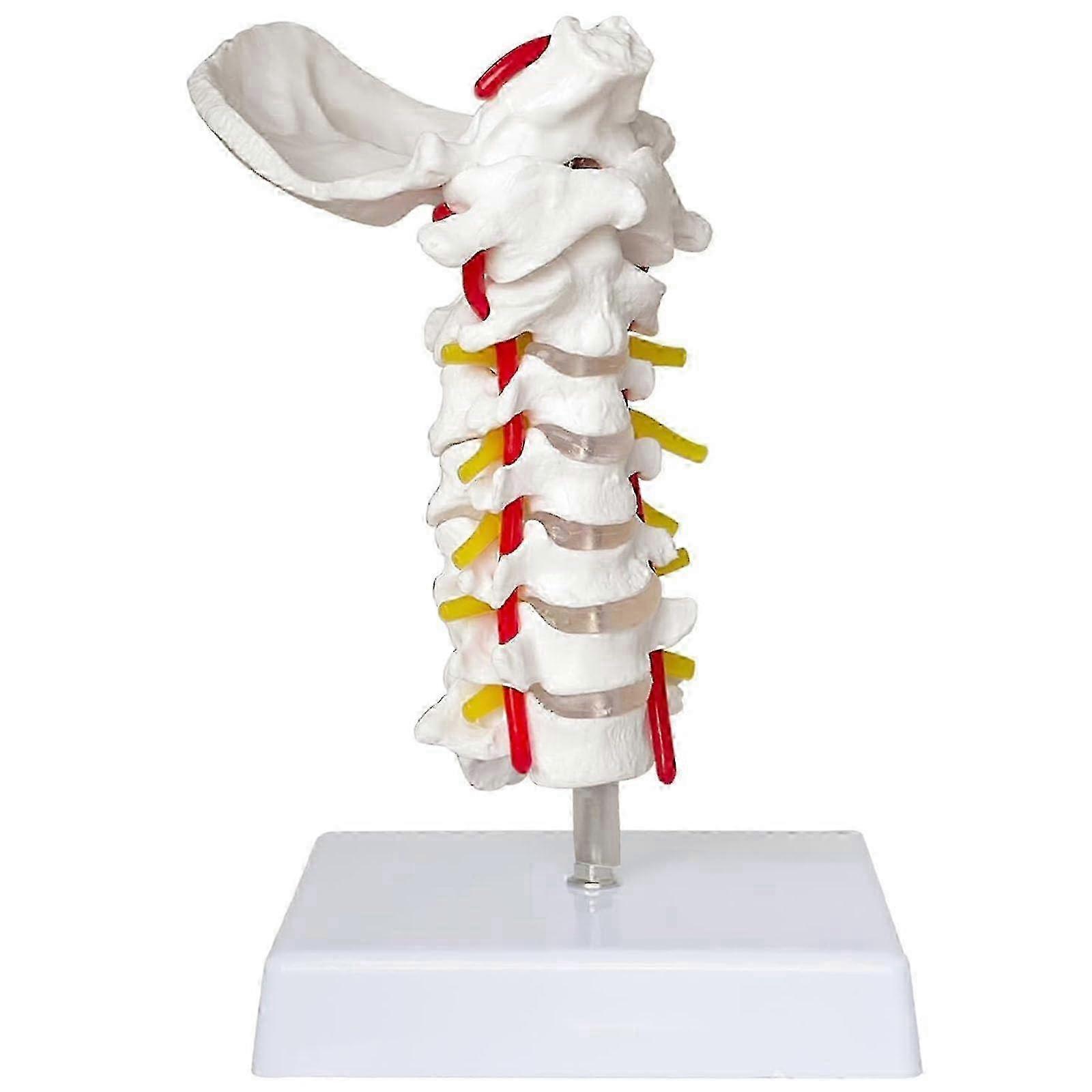 Model of cervical spine, lifesize with vertebrae, nerves and occipital plate