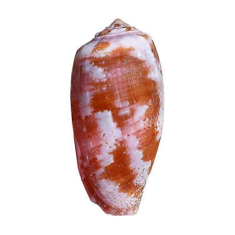 Tulip Cone Snail Natural Seashell For Aquarium Decoration