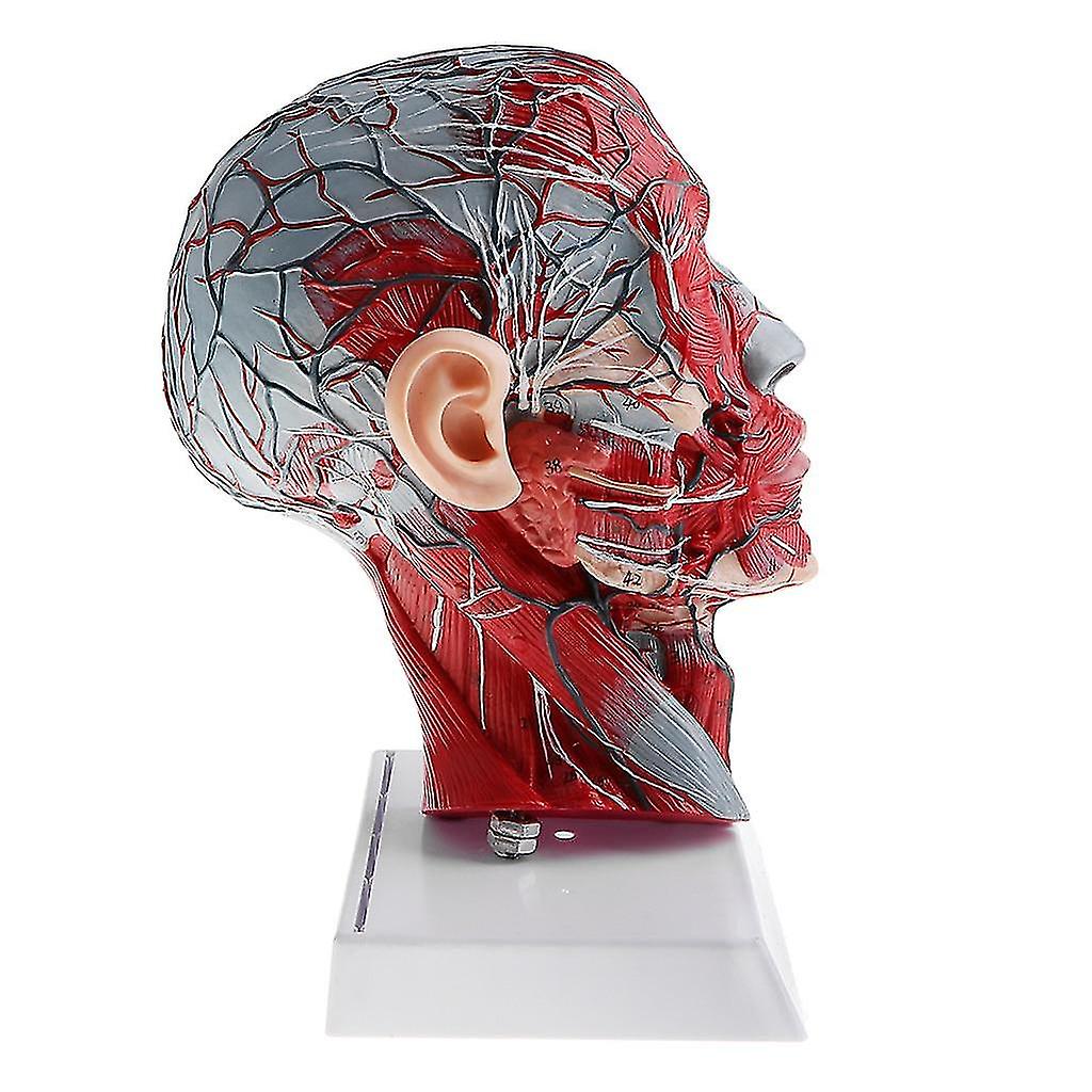 1:1 Human Half Head & Neck W/vessel Nerve Anatomy Model For Learning Resources|