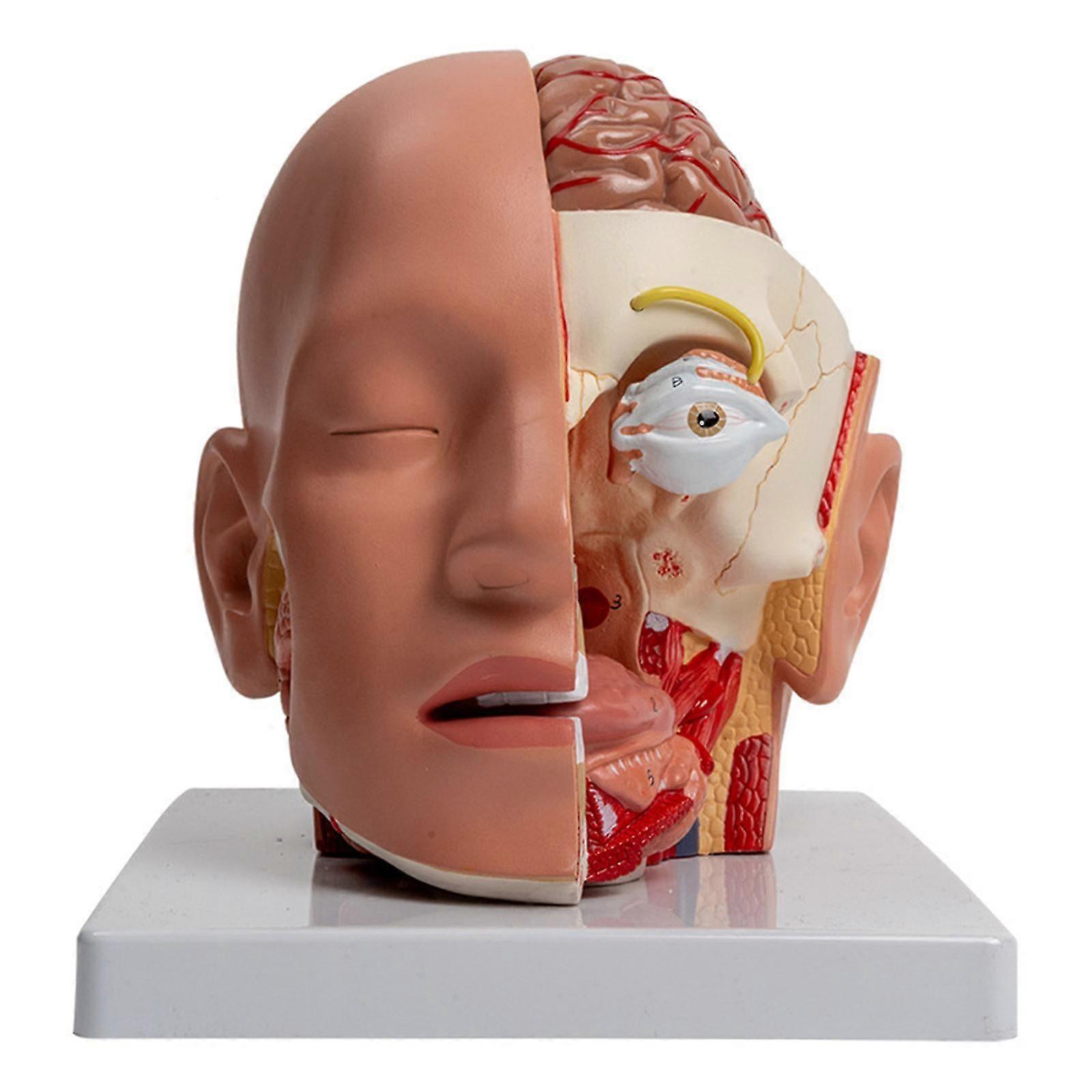 Human Brain Anatomy Model Anatomical Brain Model Model Detachable Anatomical Brain Model For Study, Lecture Report
